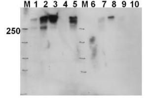 Image no. 1 for anti-Protein Kinase, DNA-Activated, Catalytic Polypeptide (PRKDC) (Thr2609) antibody (ABIN401263) (PRKDC Antikörper  (Thr2609))
