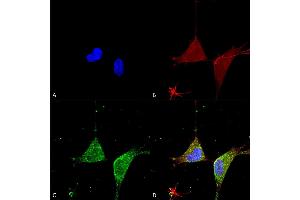 Immunocytochemistry/Immunofluorescence analysis using Mouse Anti-GABA A Receptor Alpha 5 Monoclonal Antibody, Clone S415-24 (ABIN2485763). (GABRA1 Antikörper  (Cytoplasmic Domain) (Biotin))