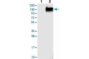 Western blot analysis of Lane 1: Negative control (vector only transfected HEK293T lysate), Lane 2: Over-expression Lysate (Co-expressed with a C-terminal myc-DDK tag (~3. (FAM184A Antikörper)