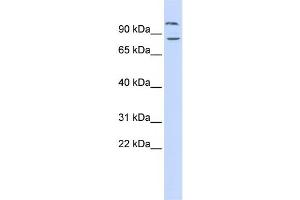 Western Blotting (WB) image for anti-Diacylglycerol Lipase, beta (DAGLB) antibody (ABIN2459904) (DAGLB Antikörper)