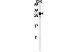 FGF7 Antibody (Center) western blot analysis in K562 cell line lysates (35µg/lane). (FGF7 Antikörper  (Middle Region))