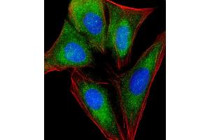 Immunofluorescent analysis of 4 % paraformaldehyde-fixed, 0. (RPL4 Antikörper  (AA 119-149))