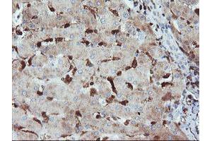 Immunohistochemical staining of paraffin-embedded Human liver tissue using anti-GIMAP4 mouse monoclonal antibody.