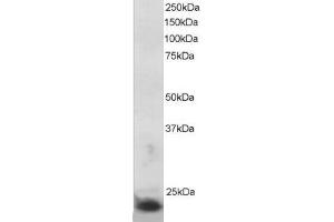 ABIN184566 staining (5µg/ml) of MOLT-4 lysate (RIPA buffer, 30µg total protein per lane). (SOCS3 Antikörper  (C-Term))