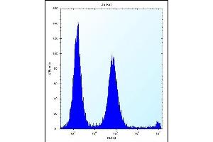 POLR2G Antibody (C-term) (ABIN656391 and ABIN2845685) flow cytometric analysis of Jurkat cells (right histogram) compared to a negative control cell (left histogram).