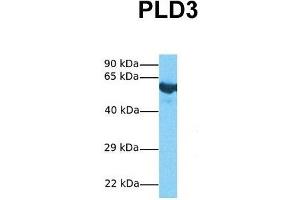 Host:  Rabbit  Target Name:  PLD3  Sample Tissue:  Human Fetal Lung  Antibody Dilution:  1. (PLD3 Antikörper  (N-Term))