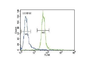 Flow cytometric analysis of CEM cells (right histogram) compared to a negative control cell (left histogram). (MLL/KMT2A Antikörper  (C-Term))