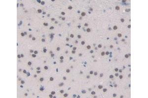 Used in DAB staining on fromalin fixed paraffin- embedded brain tissue (ESRRB Antikörper  (AA 166-438))