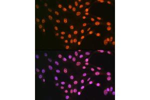 Immunofluorescence analysis of NIH-3T3 cells using TDP-43/TARDB Rabbit pAb (ABIN6128807, ABIN6148854, ABIN6148857 and ABIN6217391) at dilution of 1:100 (40x lens). (TARDBP Antikörper  (AA 1-100))