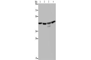 Western Blotting (WB) image for anti-Casein Kinase 2 alpha 1 (CSNK2A1) antibody (ABIN2427963) (CSNK2A1/CK II alpha Antikörper)