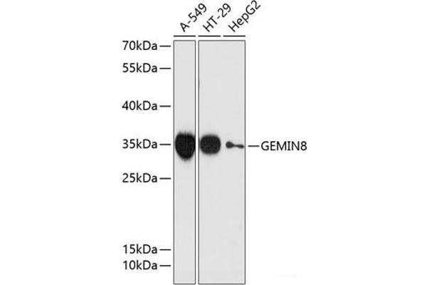 GEMIN8 Antikörper