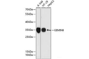 Western blot analysis of extracts of various cell lines using GEMIN8 Polyclonal Antibody at dilution of 1:3000. (GEMIN8 Antikörper)