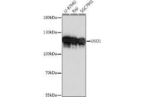 Western blot analysis of extracts of various cell lines, using USO1 antibody (ABIN7271235) at 1:1000 dilution. (USO1 Antikörper  (AA 663-962))