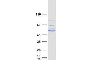 Western Blotting (WB) image for DDB1 and CUL4 Associated Factor 12-Like 1 (DCAF12L1) protein (Myc-DYKDDDDK Tag) (ABIN2719243)
