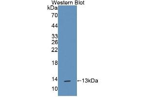 Western blot analysis of recombinant Rat TFF1.