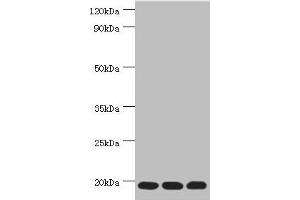 Western blot All lanes: Thioredoxin, mitochondrial antibody at 3 μg/mL Lane 1: Mouse liver tissue Lane 2: Rat brain tissue Lane 3: Mouse kidney tissue Secondary Goat polyclonal to rabbit IgG at 1/10000 dilution Predicted band size: 18 kDa Observed band size: 18 kDa (TXN2 Antikörper  (AA 1-166))