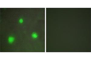 Peptide - +Immunofluorescence analysis of A549 cells, using FOXH1 antibody. (FOXH1 Antikörper  (Internal Region))