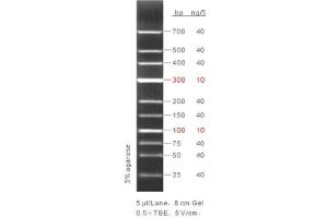Agarose Gel Electrophoresis (AGE) image for LMW DNA Ladder (ABIN1540462)