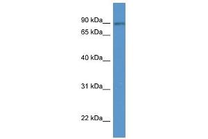 SPIRE2 antibody (70R-10052) used at 0. (SPIRE2 Antikörper  (N-Term))