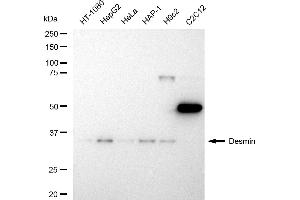 Western blotting analysis using Desmin antibody (ABIN7798314).