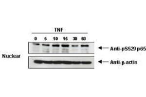 Image no. 1 for anti-Nuclear Factor-kB p65 (NFkBP65) (pSer276) antibody (ABIN1103942) (NF-kB p65 Antikörper  (pSer276))