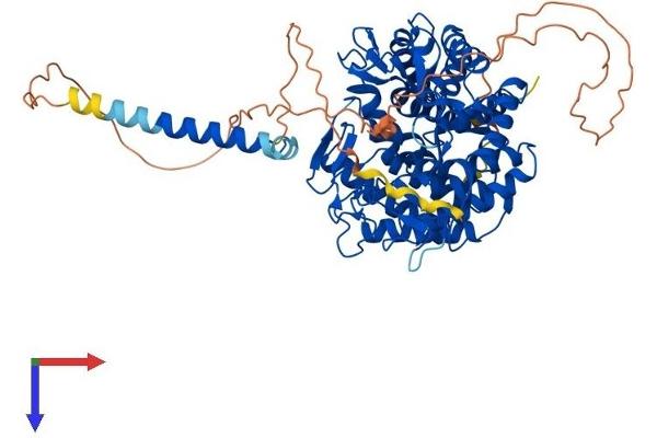 MAN1B1 Protein (AA 1-658) (His tag)