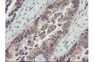 Image no. 3 for anti-RNA Binding Protein with Multiple Splicing (RBPMS) antibody (ABIN1500647) (RBPMS Antikörper)