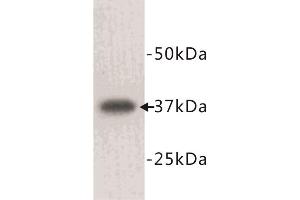 Western Blotting (WB) image for anti-Lactate Dehydrogenase A (LDHA) antibody (ABIN1854932) (Lactate Dehydrogenase A Antikörper)