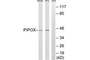 Western blot analysis of extracts from NIH-3T3/RAW264. (PIPOX Antikörper  (AA 257-306))