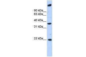 Western Blotting (WB) image for anti-Single Stranded DNA Binding Protein 3 (SSBP3) antibody (ABIN2459883)