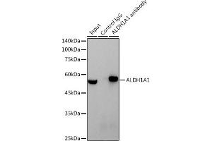 Immunoprecipitation analysis of 600 μg extracts of Mouse testis cells using 3 μg  antibody (ABIN7265531). (ALDH1A1 Antikörper)