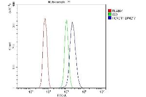 Flow Cytometry analysis of NRK cells using anti-HOXD11 antibody (ABIN7603174). (HOXD11 Antikörper  (N-Term))