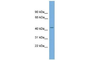 LUC7L antibody used at 0. (LUC7L Antikörper  (N-Term))