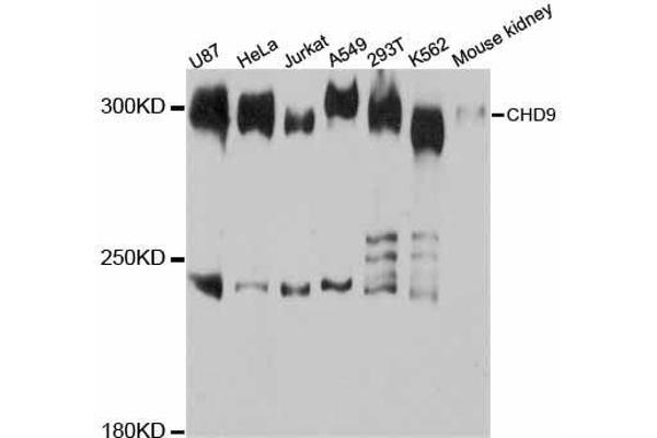 CHD9 Antikörper  (AA 85-190)
