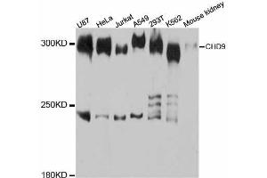 Western blot analysis of extracts of various cell lines, using CHD9 antibody. (CHD9 Antikörper  (AA 85-190))