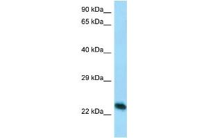 Host: Rabbit Target Name: Creg1 Antibody Dilution: 1. (CREG1 Antikörper  (C-Term))