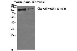 Western Blot analysis of Mouse brain, Rat musle using Cleaved-NOTCH1 (V1754) Polyclonal Antibody at dilution of 1:500.