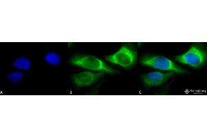 Immunocytochemistry/Immunofluorescence analysis using Mouse Anti-Hsp47 Monoclonal Antibody, Clone 1C4-1A6 . (SERPINH1 Antikörper)