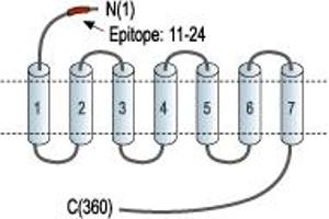 Representative domain view of the target of ABIN7884844.