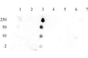 Histone H2B acetyl Lys12 pAb tested by dot blot analysis. (Histone H2B Antikörper  (acLys12))