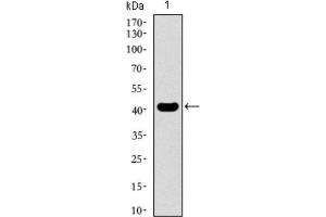 Western Blotting (WB) image for anti-Kruppel-Like Factor 1 (erythroid) (KLF1) (AA 208-362) antibody (ABIN1845960) (KLF1 Antikörper  (AA 208-362))