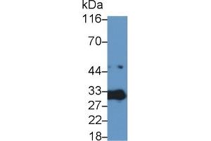 Western Blotting (WB) image for anti-Caspase 3 (CASP3) (AA 29-175) antibody (ABIN7432241)