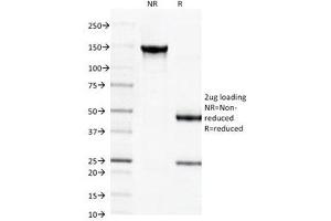 SDS-PAGE Analysis of Purified, BSA-Free Spectrin beta III Antibody (clone SPTBN2/1584).