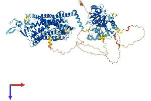 KCC2 Protein (AA 1-1138) (His tag)