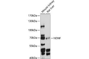 Western blot analysis of extracts of various cell lines, using NDNF antibody (ABIN7268877) at 1:1000 dilution. (NDNF Antikörper  (AA 20-240))