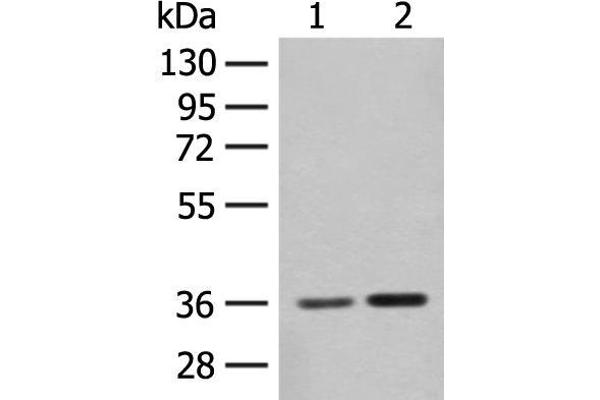 SLC25A27 anticorps