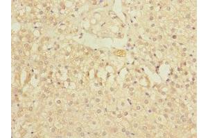 Immunohistochemistry of paraffin-embedded human adrenal gland tissue using ABIN7176531 at dilution of 1:100 (ZNF791 Antikörper  (AA 1-250))