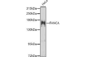 Western blot analysis of extracts of HeLa cells, using FANCA antibody (ABIN6127890, ABIN6140469, ABIN6140470 and ABIN6223595) at 1:1000 dilution. (FANCA Antikörper  (AA 1-275))