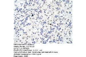Human Liver (SART3 Antikörper  (N-Term))