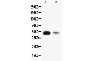 Anti-KLF8 antibody, Western blotting Lane 1: SMMC Cell Lysate Lane 2: 293T Cell Lysate